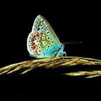 Rebecca Hegland Hennes